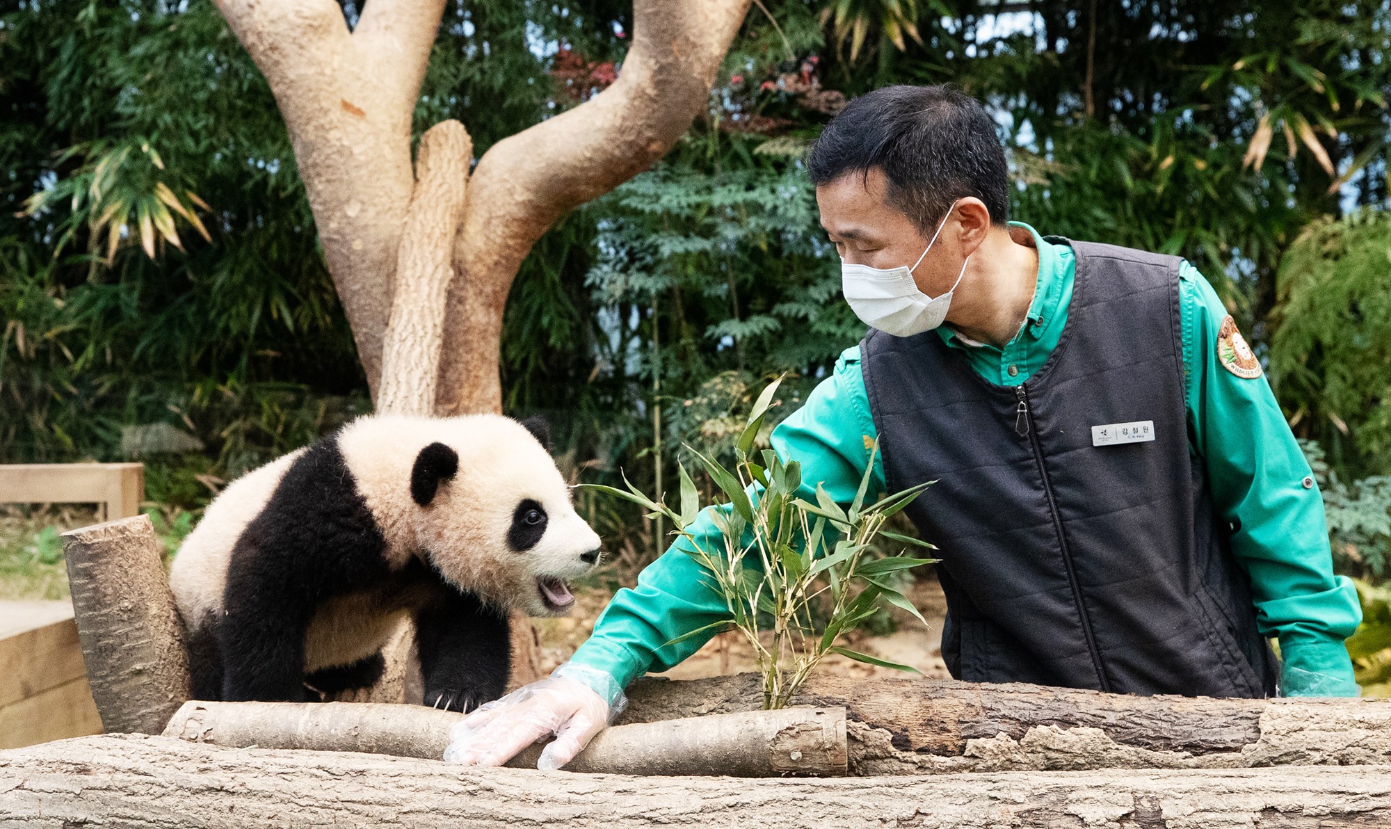 Hình ảnh chụp Fu Bao (Phúc Bảo) lúc 6 tháng tuổi cùng nhân viên chăm sóc gấu trúc Kang Cherwon, tại khu Panda World của công viên giải trí Everland nằm ở thành phố Yongin, tỉnh Gyeonggi-do vào tháng 1/2021. (Ảnh: Kim Sunjoo / Korea.net)