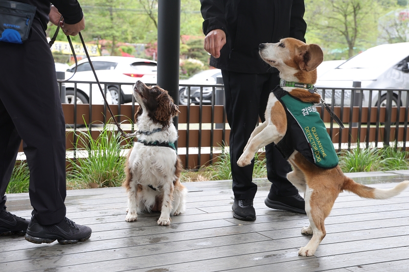 Hôm nay (24/4), trong sự kiện quảng bá nhận nuôi chó kiểm dịch đã nghỉ hưu được tổ chức tại Chi nhánh R The Bukhangang của Starbucks, thành phố Namyangju-si, tỉnh Gyeonggi-do, những người xử lý của Trạm kiểm dịch Động Thực vật (APQA) trụ sở Sân bay Quốc tế Incheon đã dắt “Mary” (bên trái) và “Norang” đi dạo. 