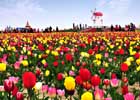 Liên hoan hoa Tulip Shinan