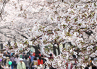 Lễ hội hoa mùa xuân ở sông Hàn Yeoui-do