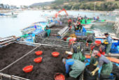 Rong biển Hàn Quốc được đưa lên bàn ăn trên thế giới