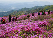 Lễ hội hoa Đỗ Quyên ở núi Hwangmae Hapcheon
