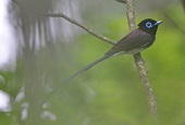 Phát hiện loài chim quý hiếm của vùng nhiệt đới ở Hàn Quốc