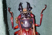 Cứu sống loài bọ cánh cứng sừng dài đang trên bờ tuyệt chủng bằng kĩ thuật nguồn.