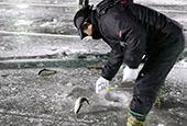 Thú vui câu cá trên băng đã quay trở lại Hwacheon sau những ngày ngóng trông