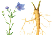 Cách chữa trị các loại bệnh hô hấp do bụi cát vàng vào mùa xuân bằng rễ cây hoa chuông