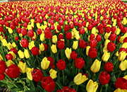 Lễ hội Hoa Tulip Taean