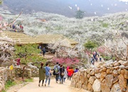 Lễ hội hoa mai Gwangyang