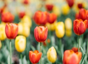 Lễ hội hoa tulip