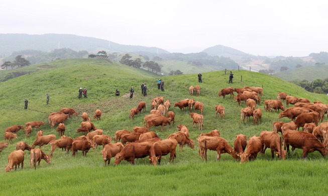 [Hàn Quốc hôm nay] Con bò được chăn thả trên đồng cỏ xanh ở Daegwallyeong