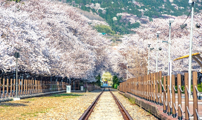 Forbes lựa chọn top 5 địa điểm ngắm hoa anh đào tựa như tranh ở Hàn Quốc