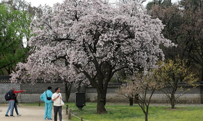 Hoa Xuân tại Changdeokgung