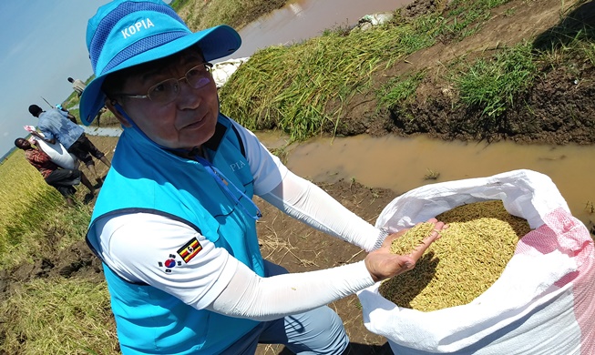 Dự án “Vành đai lúa gạo Hàn Quốc” đạt thành quả đầu tiên tại 6 quốc gia châu Phi