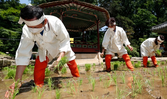 [Hàn Quốc hôm nay] Trồng lúa với ước vọng mùa màng bội thu