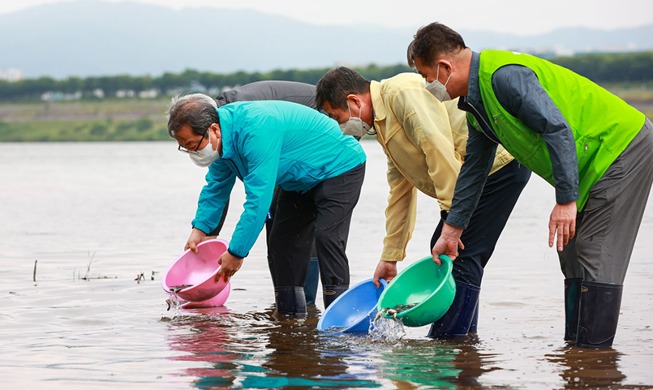 [Hàn Quốc hôm nay] 630.000 cá chép được thả trong dòng suối ở thành phố Namyangju