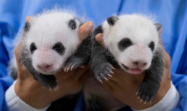 Hai bé gấu trúc song sinh đầu tiên tại Hàn Quốc tròn một tháng tuổi