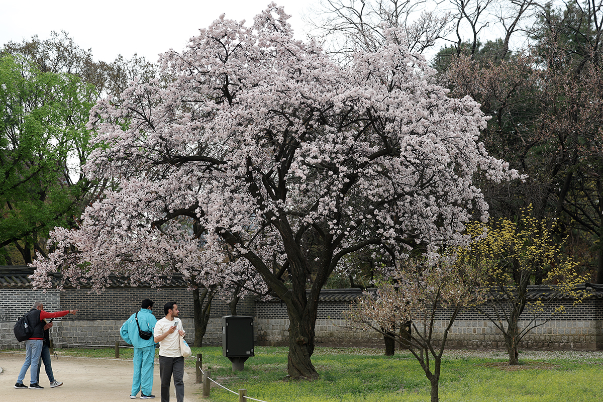 Sáng ngày 5/4, khách du lịch quốc tế đã ngắm hoa xuân tại Changdeokgung, quận Jongno-gu, thành phố Seoul. 