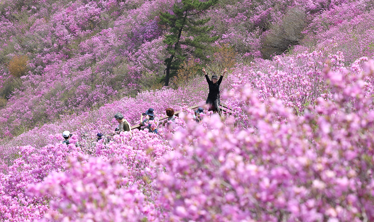 Chiều hôm nay (12/4), khách leo núi đã chụp ảnh cùng với hoa đỗ quyên ở gần đỉnh núi Cheonjusan, quận Uichang-gu, thành phố Changwon, Gyeongsangnam-do. (Ảnh: Yonhap News)