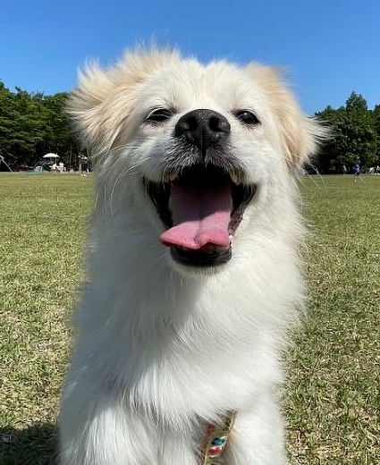 Những chính sách phúc lợi dành cho “cún cưng” ở Hàn Quốc