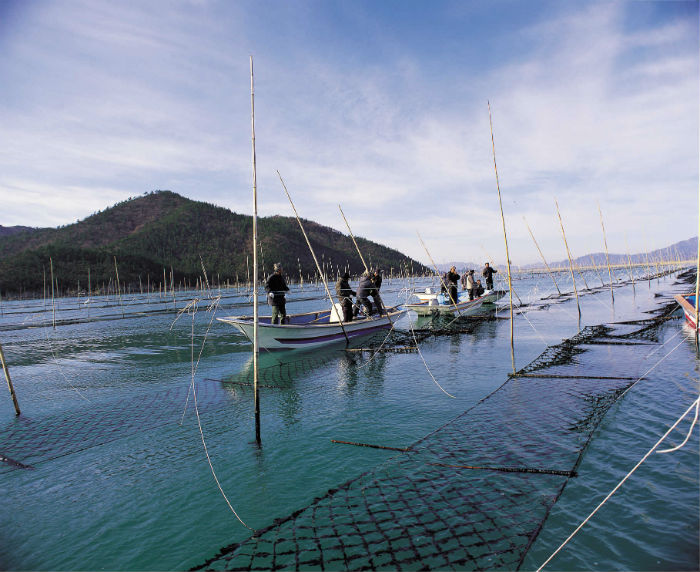 완도 고금도 재래식 김 양식장의 모습 (사진: 완도군) 
