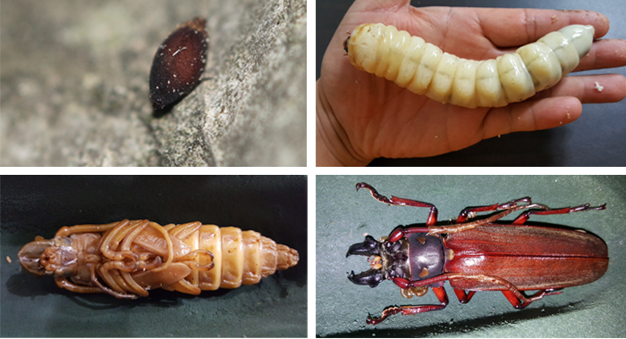 160115_beetle_art2.jpg