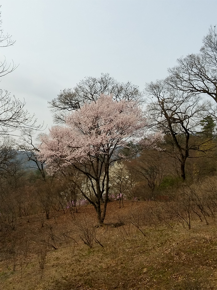 국립수목원 구석구석에서 만날 수 있는 올벚나무의 모습.