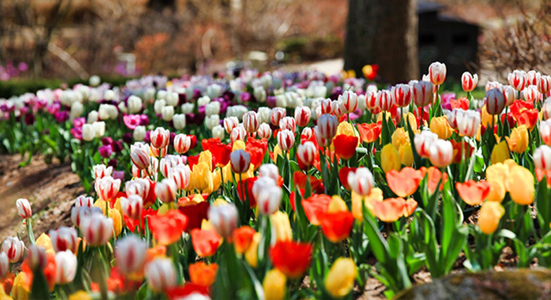 20210505_muaxuan_vn_article_003