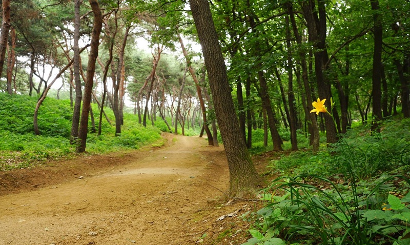 Những con đường mòn trong rừng tại Sareung (ngôi mộ của Danjong, vị vua thứ 6 và hoàng hậu Jeongsun), tỉnh Gyeonggi-do. (Ảnh: Cục Di sản Văn hóa Hàn Quốc)