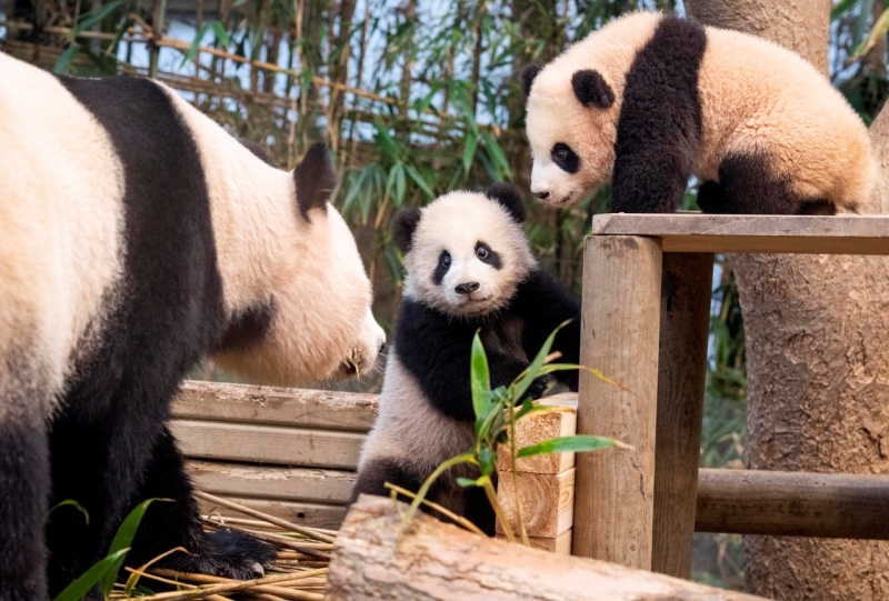 Hai bé gấu trúc song sinh “Rui Bao” và “Hui Bao” cùng với mẹ “Ai Bao” tại khu Panda World nằm ở Công viên giải trí Everland, thành phố Yongin, tỉnh Gyeonggi-do. (Ảnh: Yonhap News)