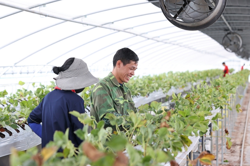 Du học sinh Hàn Quốc được phép bảo lãnh người thân sang lao động thời vụ