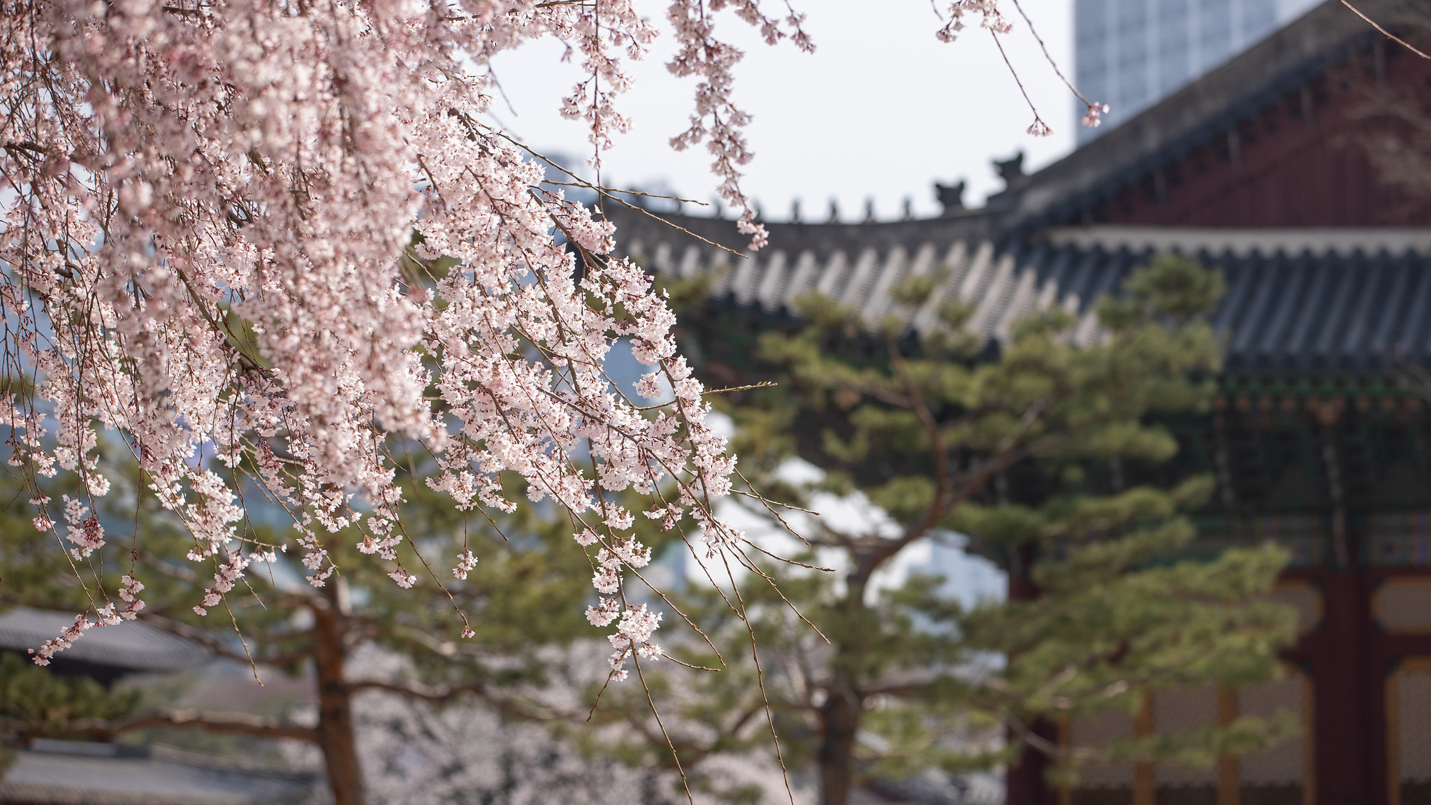 Hình ảnh hoa anh đào nở rộ ở Deoksugung. (Ảnh: Kim Sunjoo / Korea.net)