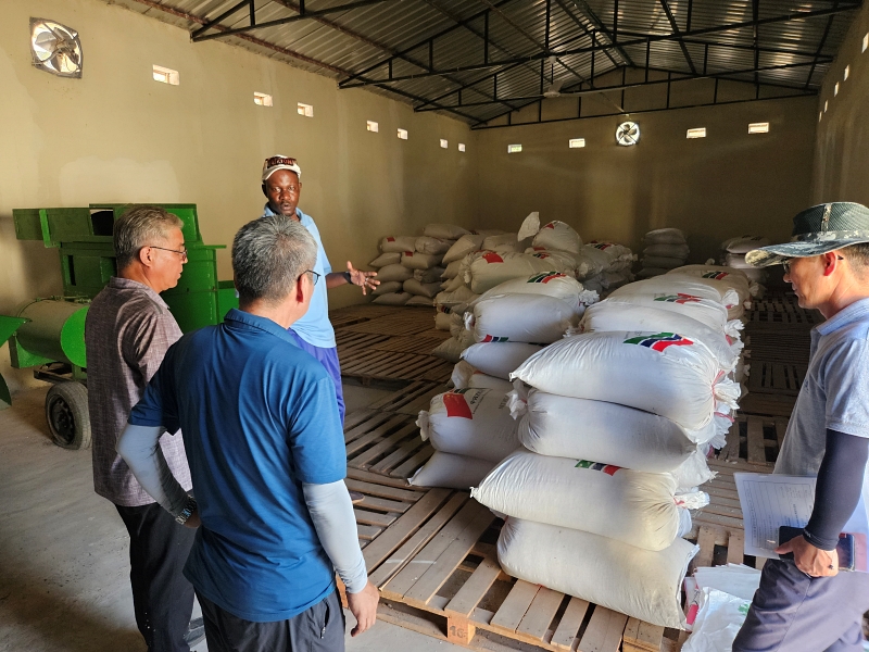 Hình ảnh chụp những người kiểm tra giống lúa chất lượng cao và năng suất cao được thu hoạch tại Gambia thông qua dự án “Vành đai lúa gạo Hàn Quốc” (K-Ricebelt). (Ảnh: Bộ Nông nghiệp, Thực phẩm và Nông thôn Hàn Quốc)
