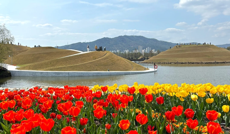 Hàng ngàn bông hoa tulip nở rực rỡ trên Vườn quốc gia Vịnh Suncheon, thành phố Suncheon, tỉnh Jeollanam-do vào tháng 4 năm nay. (Ảnh: Trang Facebook chính thức của Vườn quốc gia Vịnh Suncheon)