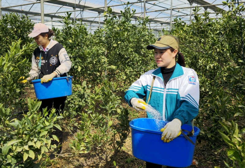 Các lao động thời vụ Việt Nam bón phân cho vườn quýt ở thị trấn Namwon, thành phố Seogwipo, tỉnh Jeju vào tháng 3/2024. (Ảnh: Yonhap News)