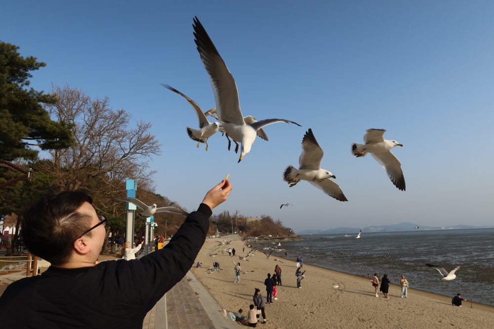 Nhiều chim mòng biển bay trên bãi biển Dongmak của đảo Ganghwa. (Ảnh: Charles Audouin / Korea.net)