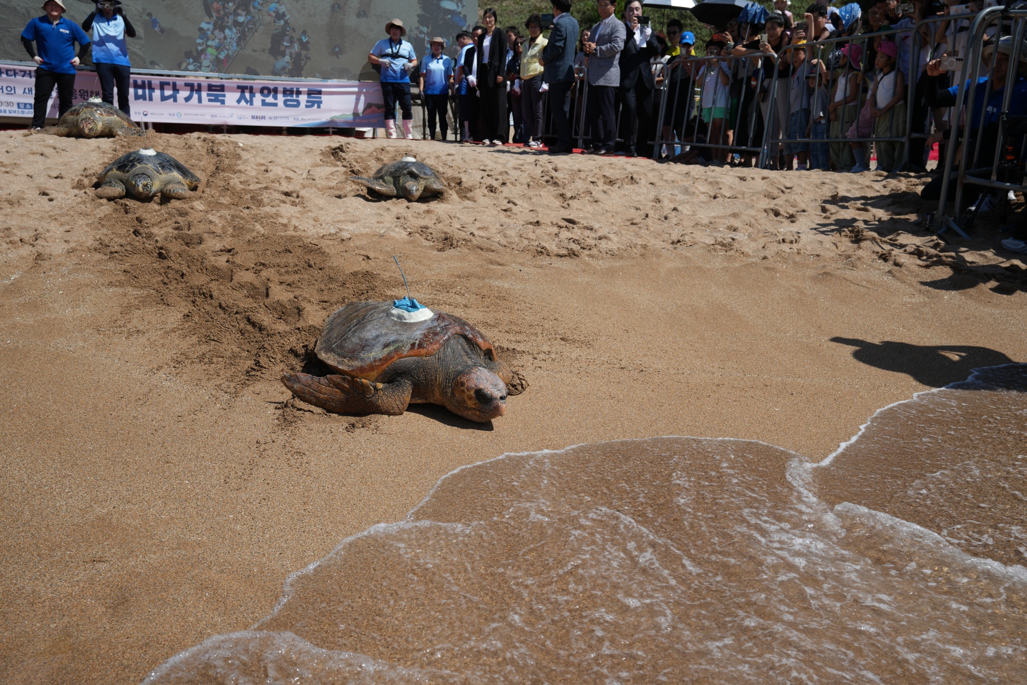 Ng&agrave;y 11/9/2025, một con r&ugrave;a quản đồng (t&ecirc;n khoa học: Caretta caretta) v&agrave; hai con r&ugrave;a xanh (t&ecirc;n khoa học: Chelonia mydas) đ&atilde; được thả về với biển tại b&atilde;i biển Jungmun Saekdal, th&agrave;nh phố Seogwipo, đảo Jeju. (Ảnh: Bộ Hải dương v&agrave; Thủy sản H&agrave;n Quốc)