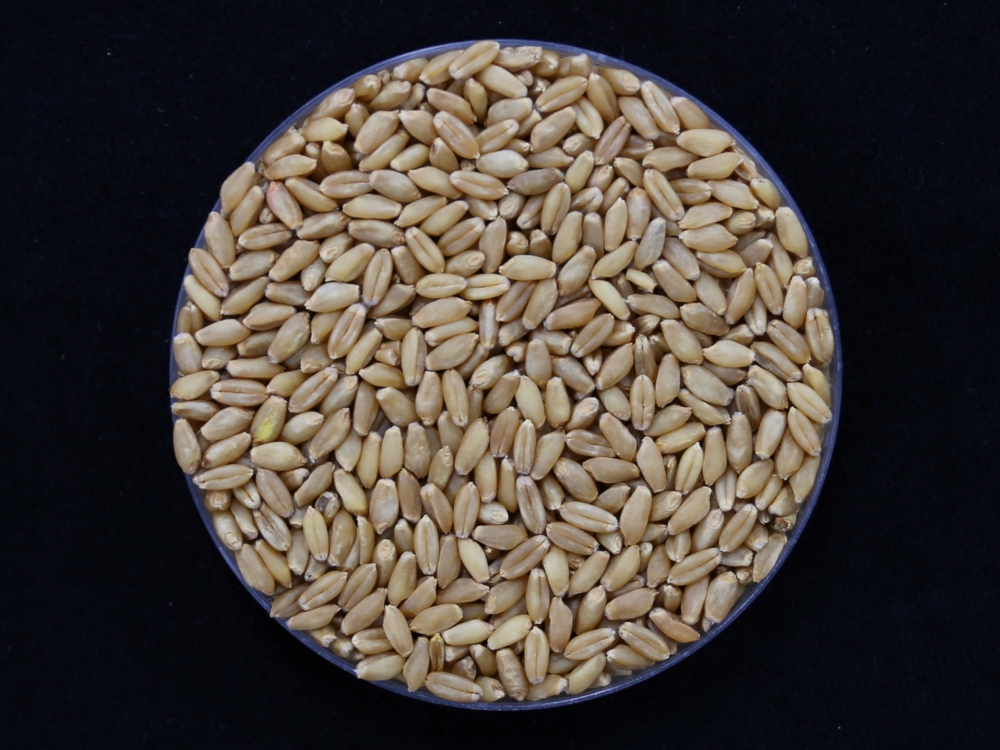 Giống lúa mì “Irum”. (Ảnh: Cục Phát triển Nông thôn Hàn Quốc)