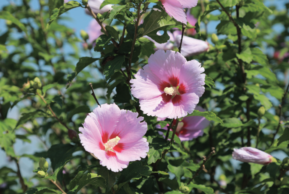 6. Mugunghwa Mang trong mình sức sống mãnh liệt và vẻ đẹp thanh lịch, thể hiện rõ nét bản sắc của người Hàn Quốc.