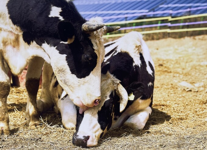 Hình ảnh những con bò được cứu hộ đang sinh sống tại “Nhà Ánh Trăng” ở làng Sinwol-ri, huyện Inje, tỉnh Gangwon. (Ảnh: Tổ chức Giải phóng Động vật)