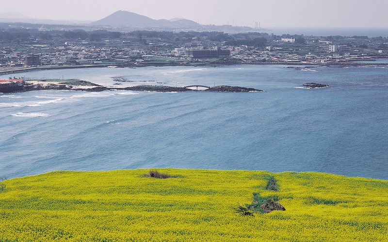 Cảnh hoa cải dầu b&ecirc;n&nbsp;bờ biển tr&ecirc;n đảo Gapa, th&agrave;nh phố Seogwipo, Jeju. (Ảnh:&nbsp;Korea.net DB)