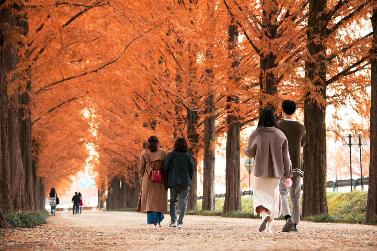 Khung cảnh m&ugrave;a thu tr&ecirc;n con đường Metasequoia (thủy sam)&nbsp;ở Damyang-eup, huyện Damyang, Th&agrave;nh phố Gwangju&ndash;Jeonnam. (Ảnh:&nbsp;Tổng cục Du lịch H&agrave;n Quốc)