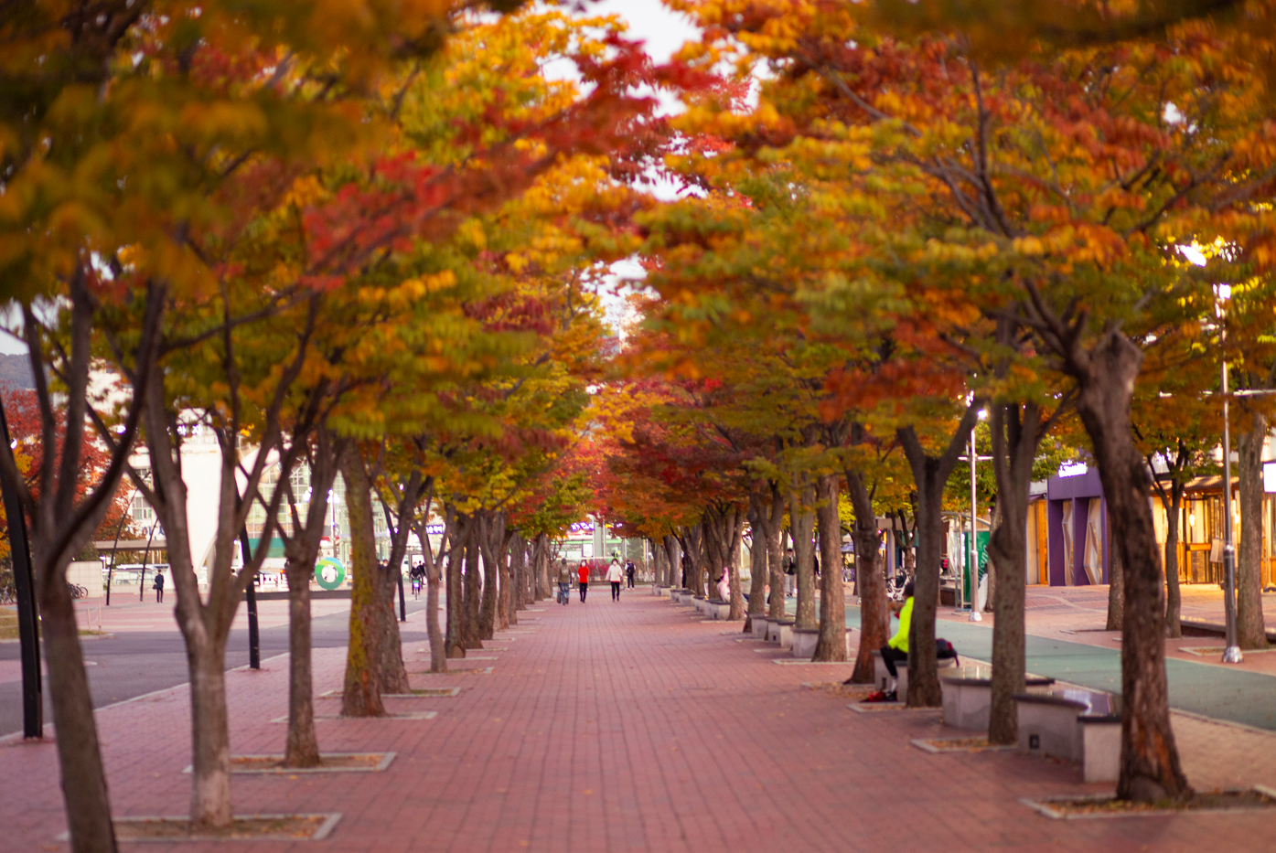 Khung cảnh l&aacute; thu tại C&ocirc;ng vi&ecirc;n Olympic ở quận Songpa, Seoul. (Ảnh: Cơ quan&nbsp;Du lịch Seoul)
