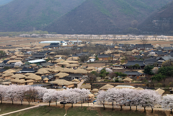 Làng Hahoe, thành phố Andong, tỉnh Gyeonggi-do là một trong số ít nơi còn giữ được nguyên vẹn văn hoá dân gian và truyền thống Nho giáo của Hàn Quốc. Ảnh trên là toàn cảnh của Làng Hahoe nhìn từ Buyongdae.