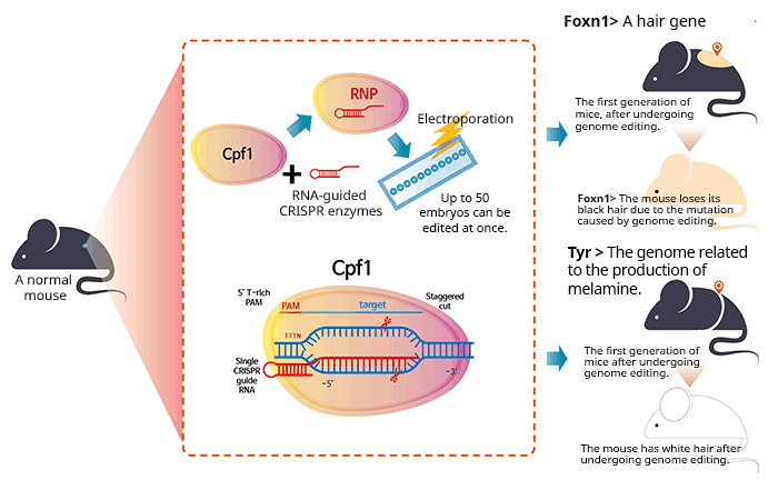 Researchers successfully altered the genomes of a fertilized egg of a black mouse using the newly developed 'DNA scissors' technology that uses the new nuclease Cpfl. They removed the genes that create black hair and eventually a black mouse with white dots was born. The new technology was covered in the press as it achieved its results without causing any side effects on the mice.