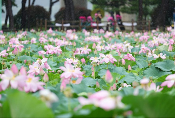 Ngắm hoa sen nở rộ