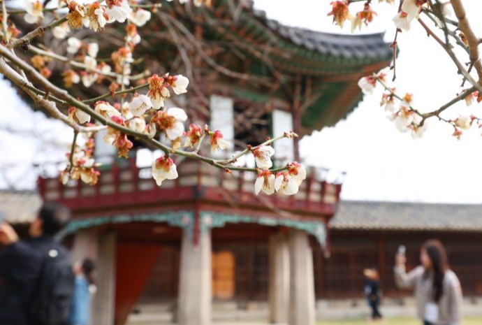 Changdeokgung khi xuân sang