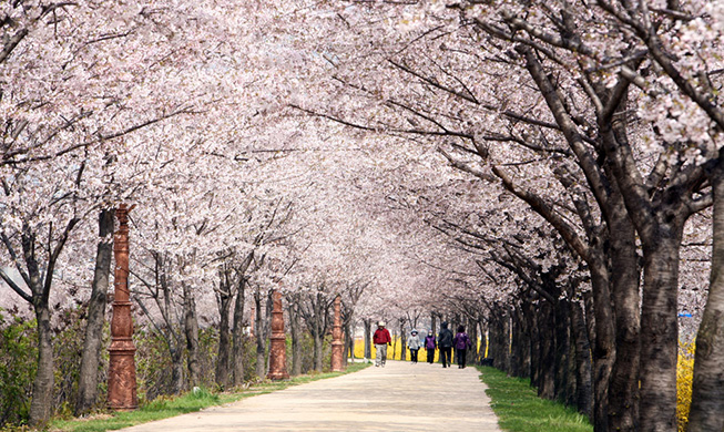 ' Phố hoa trong lòng Seoul’ mang đầy hương xuân 