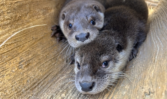 [Bảo vệ động vật tại Hàn Quốc] ① Chuyển hướng trong chính sách đối với động vật, từ 'sử dụng' sang 'cùng tồn tại'