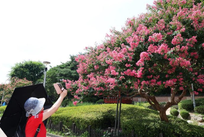 Hoa tử vi nở rộ giữa mùa hè nắng nóng