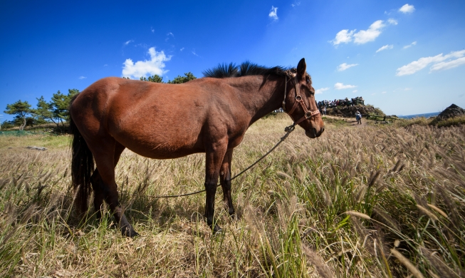 Lắng nghe câu chuyện về con ngựa trong lịch sử Hàn Quốc nhân dịp năm mới Bính Ngọ 2026